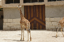 29_juillet_Zoo_2015_002