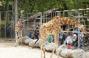 29_juillet_Zoo_2015_003