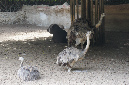 29_juillet_Zoo_2015_012