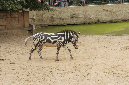 29_juillet_Zoo_2015_023