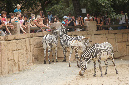 29_juillet_Zoo_2015_024