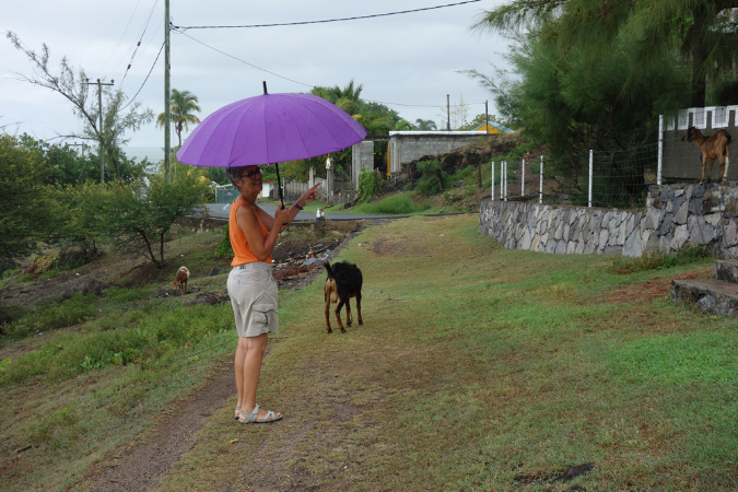 Rodrigues_2016_246