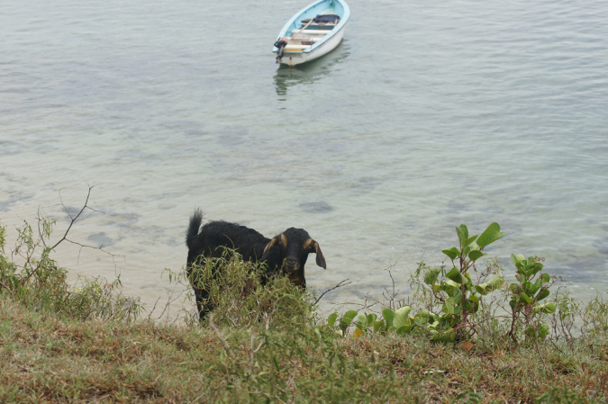 Rodrigues_2016_262