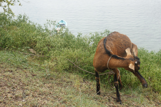 Rodrigues_2016_264