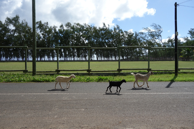 Rodrigues_2016_298